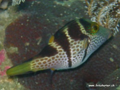 Canthigaster valentini (Sattelspitzkopfkugelfisch)